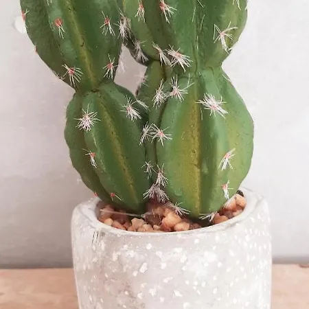 Allegria Deluxe B&B 님