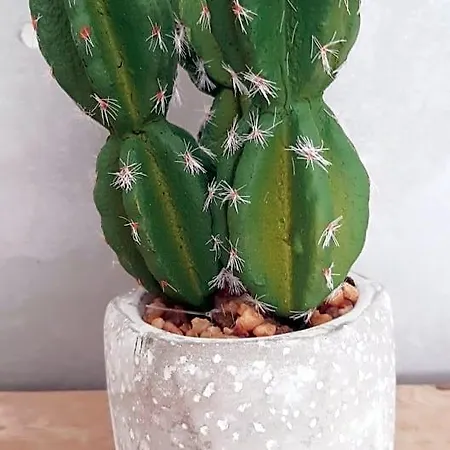 Allegria Deluxe 4*